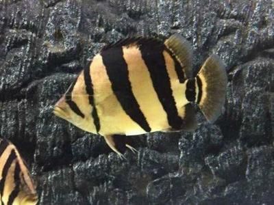 金龍魚炸鱗病的救治方法，救治金龍魚炸鱗病需要綜合考慮水質、水溫、藥物治療副作用