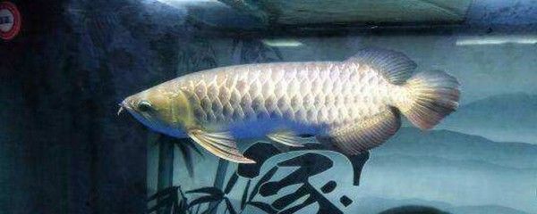 龍魚什么叫掉眼，龍魚掉眼是一種常見的病癥，龍魚掉眼是一種常見病癥