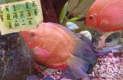 噴點菠蘿魚適宜水溫范圍，噴點菠蘿魚適宜水溫范圍為
