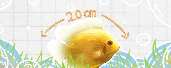 噴點菠蘿魚適宜水溫范圍，噴點菠蘿魚適宜水溫范圍為