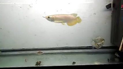噴點菠蘿魚適宜水溫范圍，噴點菠蘿魚適宜水溫范圍為