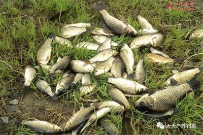 魚質龍文，形容什么動物的文化隱喻，魚質龍文，探究動物文化隱喻中的表里不一