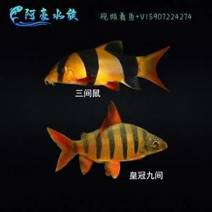 龍魚的高端配魚是什么，幾種適合與龍魚混養的高端配魚