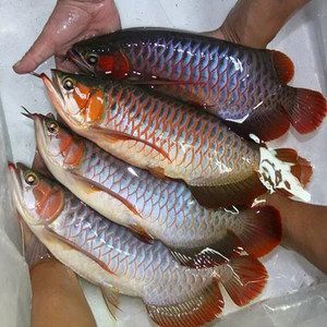 10大雷龍魚兇猛排行榜,水中霸主的終極對決,10大雷龍魚兇猛排行榜,水中霸主的終極戰力對決 龍魚百科 第2張 10大雷龍魚兇猛排行榜,水中霸主的終極對決,10大雷龍魚兇猛排行榜,水中霸主的終極戰力對決 10大雷龍魚兇猛排行榜,水中霸主的終極對決,10大雷龍魚兇猛排行榜,水中霸主的終極戰力對決 龍魚百科 第2張