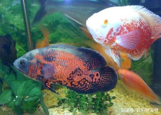 龍魚為何會跳出魚缸里：探秘龍魚越獄之謎，為何它們會跳出魚缸？
