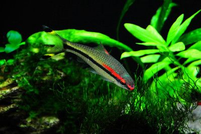 龍魚趴缸的原因分析：導致龍魚趴缸的原因有哪些？