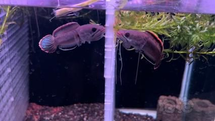 雷龍魚(yú)養(yǎng)哪個(gè)品種好，適合初學(xué)者養(yǎng)殖的雷龍魚(yú)品種