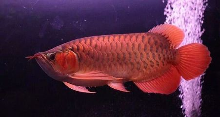 龍魚受驚嚇不吃食了能活多久：龍魚受驚嚇后可能會(huì)有一段時(shí)間的拒食現(xiàn)象