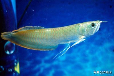 七彩銀龍魚和銀龍魚有什么區別呢（七彩銀龍魚和銀龍魚在外觀、生活習性以及繁殖方式上存在差異）