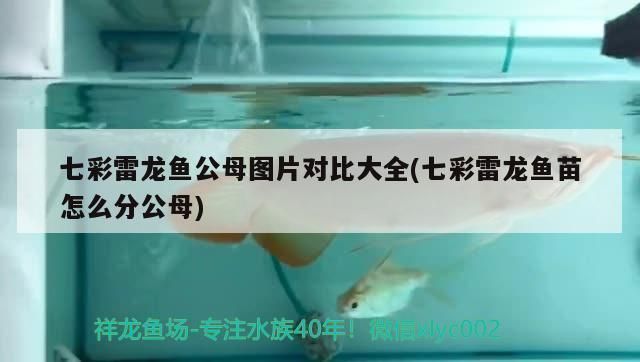 七星雷龍魚怎么分公母？，七彩雷龍魚怎么分公母