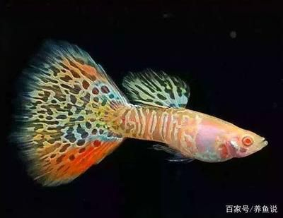 龍魚總是死，龍魚死亡的主要原因