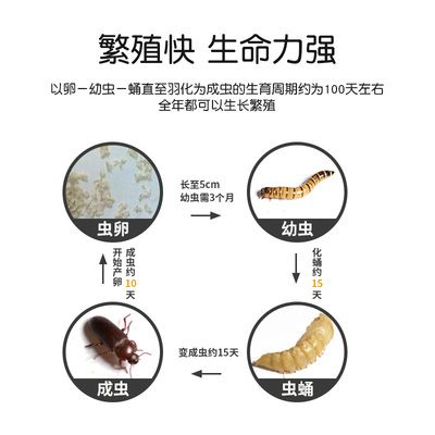 龍魚(yú)活體飼料如何殺菌，如何對(duì)龍魚(yú)活體飼料進(jìn)行殺菌處理