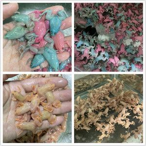龍魚(yú)活體飼料如何殺菌，如何對(duì)龍魚(yú)活體飼料進(jìn)行殺菌處理
