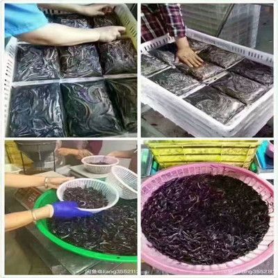 龍魚(yú)活體飼料如何殺菌，如何對(duì)龍魚(yú)活體飼料進(jìn)行殺菌處理