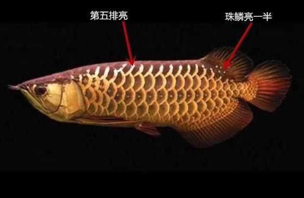 觀賞性金龍魚品種