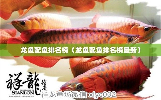 龍魚配魚有哪些品種好，適合與龍魚混養(yǎng)的魚類
