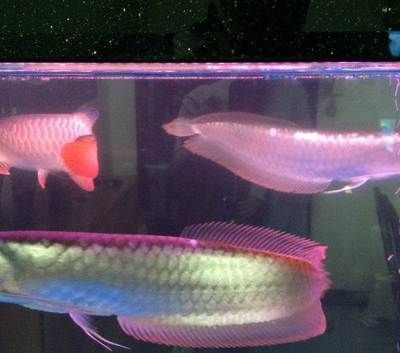 雷龍魚種類大全，雷龍魚中最貴和最貴和最稀少的品種之一的雷龍魚