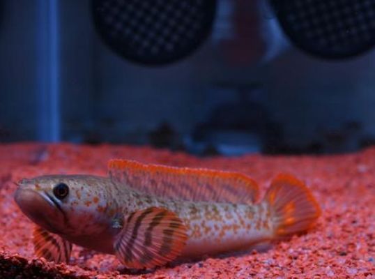 龍魚苗吃什么最好養殖呢：龍魚苗的科學喂養，探尋最佳食物組合，助力養殖成功之路