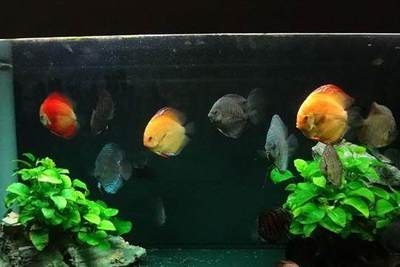 冬天龍魚不吃食怎么辦？全面解析原因與應對策略，冬季龍魚拒食原因及解決對策全指南