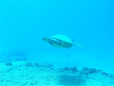 冬天龍魚不吃食怎么辦？全面解析原因與應對策略，冬季龍魚拒食原因及解決對策全指南