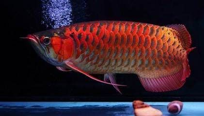 金龍魚為何這么貴啊，金龍魚市場價格波動原因