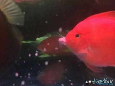 龍魚(yú)吃清道夫嗎？，如何防止龍魚(yú)攻擊清道夫
