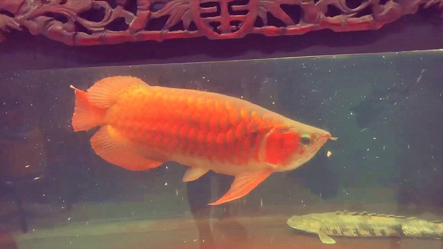 金龍魚喂什么食物長得快，金龍魚專用飼料品牌推薦