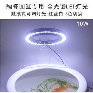 曼龍魚的風(fēng)水大忌，養(yǎng)錯(cuò)位置可能破財(cái)招災(zāi)！，曼龍魚風(fēng)水禁忌，養(yǎng)錯(cuò)位置恐破財(cái)招災(zāi)！