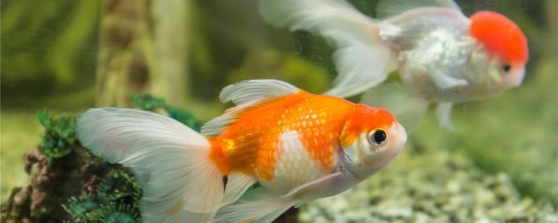 龍魚暴食后絕食半個月，原因分析與應對策略，龍魚暴食后絕食半月的原因解析及應對措施