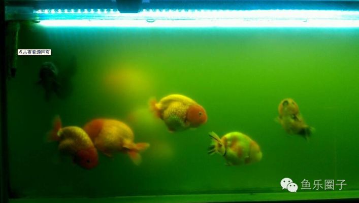 怎么調整龍魚狀態視頻：怎么調整龍魚狀態，打造健康靈動的水中精靈