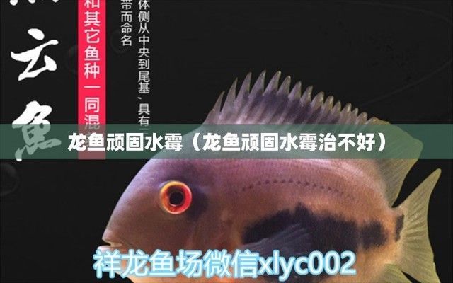 龍魚頑固性水霉，龍魚頑固性水霉的治療方法