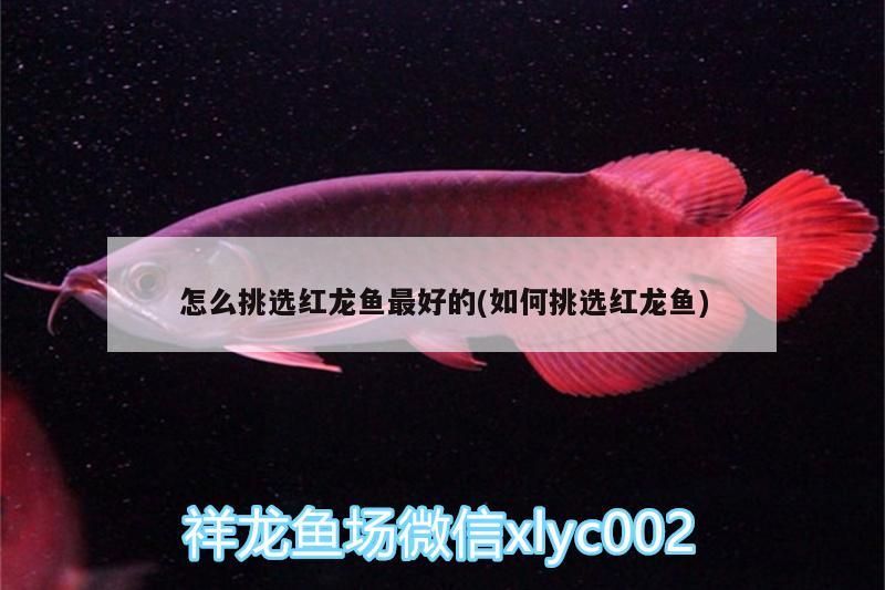 怎么挑選紅龍魚(yú)最好的(如何挑選紅龍魚(yú))