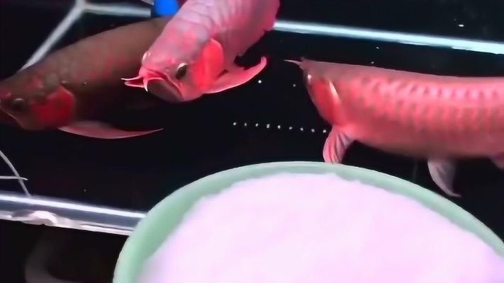 龍魚放鹽有什么作用，龍魚放鹽有什么作用？
