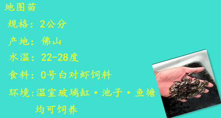 為什么有錢人都養(yǎng)金龍魚？揭秘風(fēng)水魚背后的財富密碼，富人鐘愛金龍魚的真相，風(fēng)水魚背后的財富玄機
