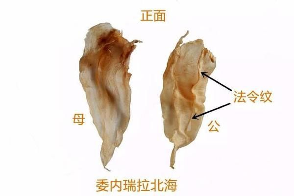 金龍魚膠有分公母嗎，金龍魚膠不在那些被明確區分公母的魚膠品種列表中