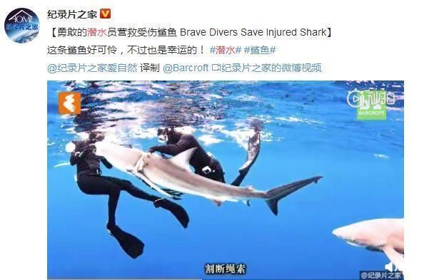 潛水遇鯊魚的心理應對，潛水中遇到鯊魚時的心理應對策略，潛水員如何應對