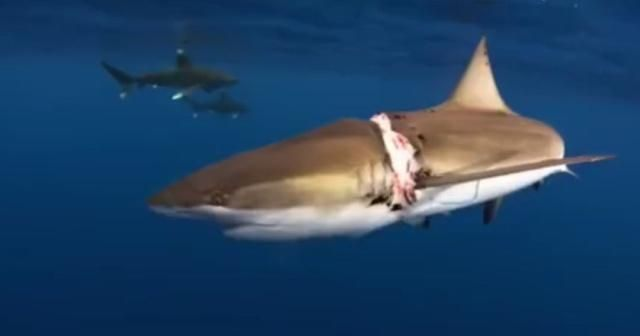 潛水遇鯊魚的心理應對，潛水中遇到鯊魚時的心理應對策略，潛水員如何應對