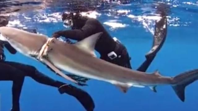 潛水遇鯊魚的心理應對，潛水中遇到鯊魚時的心理應對策略，潛水員如何應對