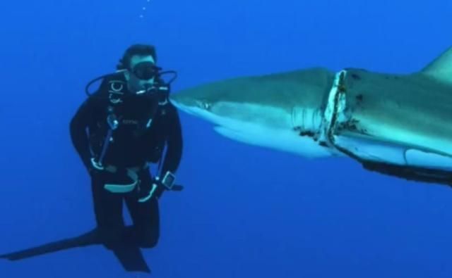 潛水遇鯊魚的心理應對，潛水中遇到鯊魚時的心理應對策略，潛水員如何應對