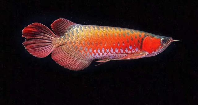 金魚和藍龍魚能一起養嗎視頻：金魚和藍龍魚能一起養么