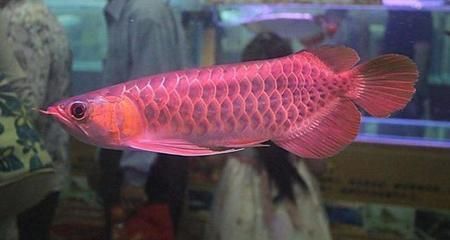 金魚和藍龍魚能一起養嗎視頻：金魚和藍龍魚能一起養么