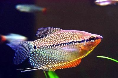 夏季龍魚飼養指南，溫度控制與喂食技巧，夏季龍魚飼養，溫度控制與喂食技巧全解析