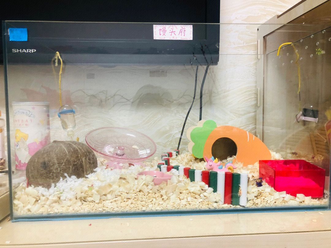 雷龍魚會餓死嗎，雷龍魚具備驚人的耐饑餓能力體現在以下幾個方面