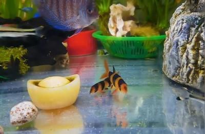 雷龍魚會餓死嗎，雷龍魚具備驚人的耐饑餓能力體現在以下幾個方面