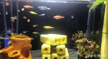 雷龍魚會餓死嗎，雷龍魚具備驚人的耐饑餓能力體現在以下幾個方面