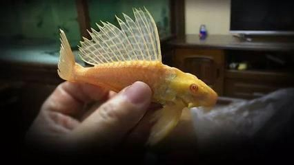 女王大帆混養(yǎng)龍魚（女王大帆混養(yǎng)龍魚的養(yǎng)殖方法）