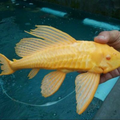 女王大帆混養(yǎng)龍魚（女王大帆混養(yǎng)龍魚的養(yǎng)殖方法）