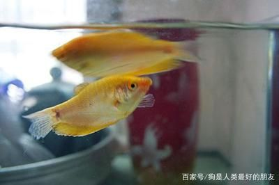 龍魚要多少溫度才能繁殖（龍魚繁殖的最佳季節是什么時候）