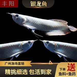 龍魚可以和戰船混養嗎為什么，如何判斷龍魚和戰船魚的性格