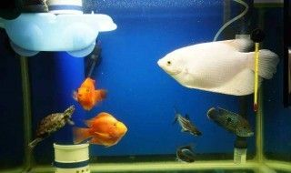 龍魚可以和戰船混養嗎為什么，如何判斷龍魚和戰船魚的性格